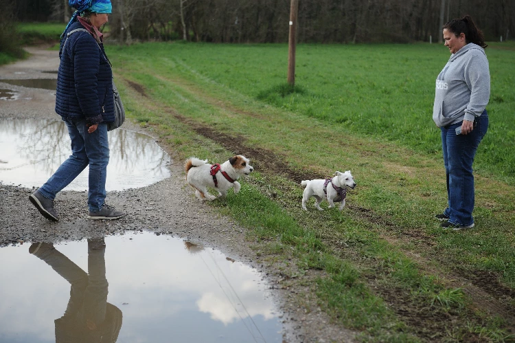 Corso Pet Sitter Base 1 pet sitter mestieri lombardia varese 5